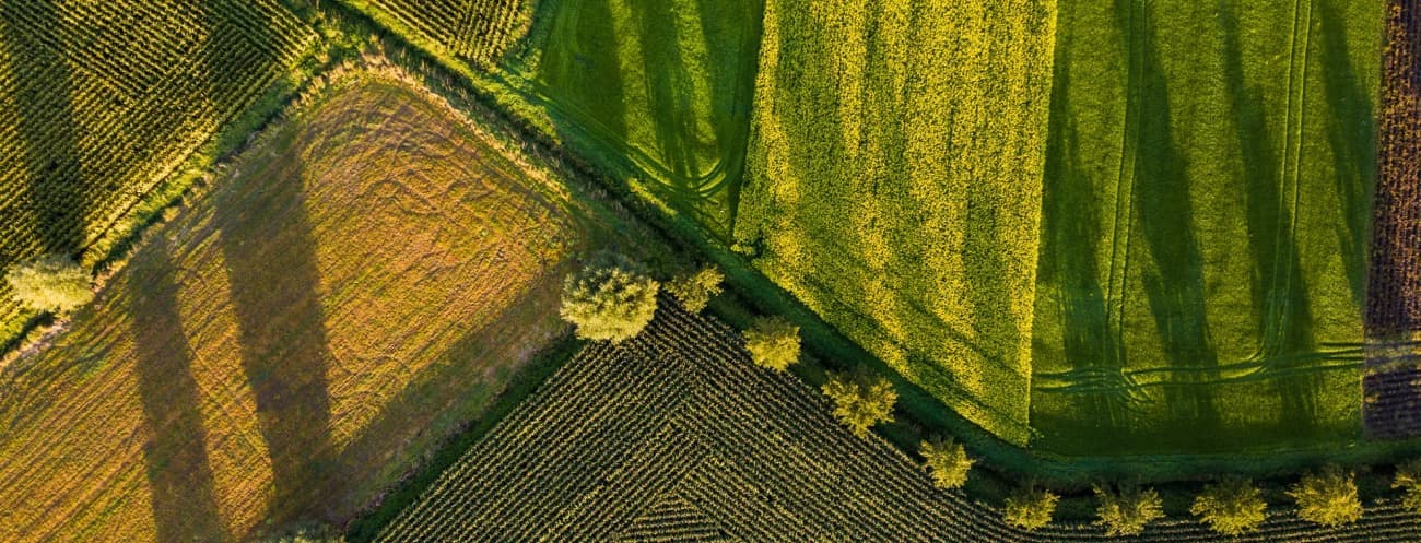 Field